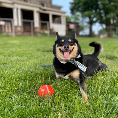 DogWaggo™ Interactive Bouncing Ball