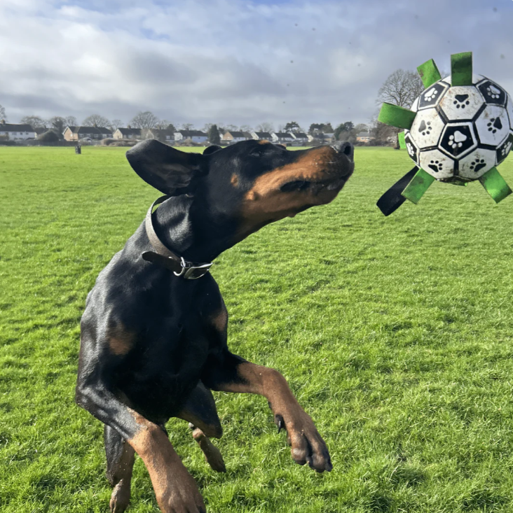 DogWaggo™ Interactive Dog Soccer Ball